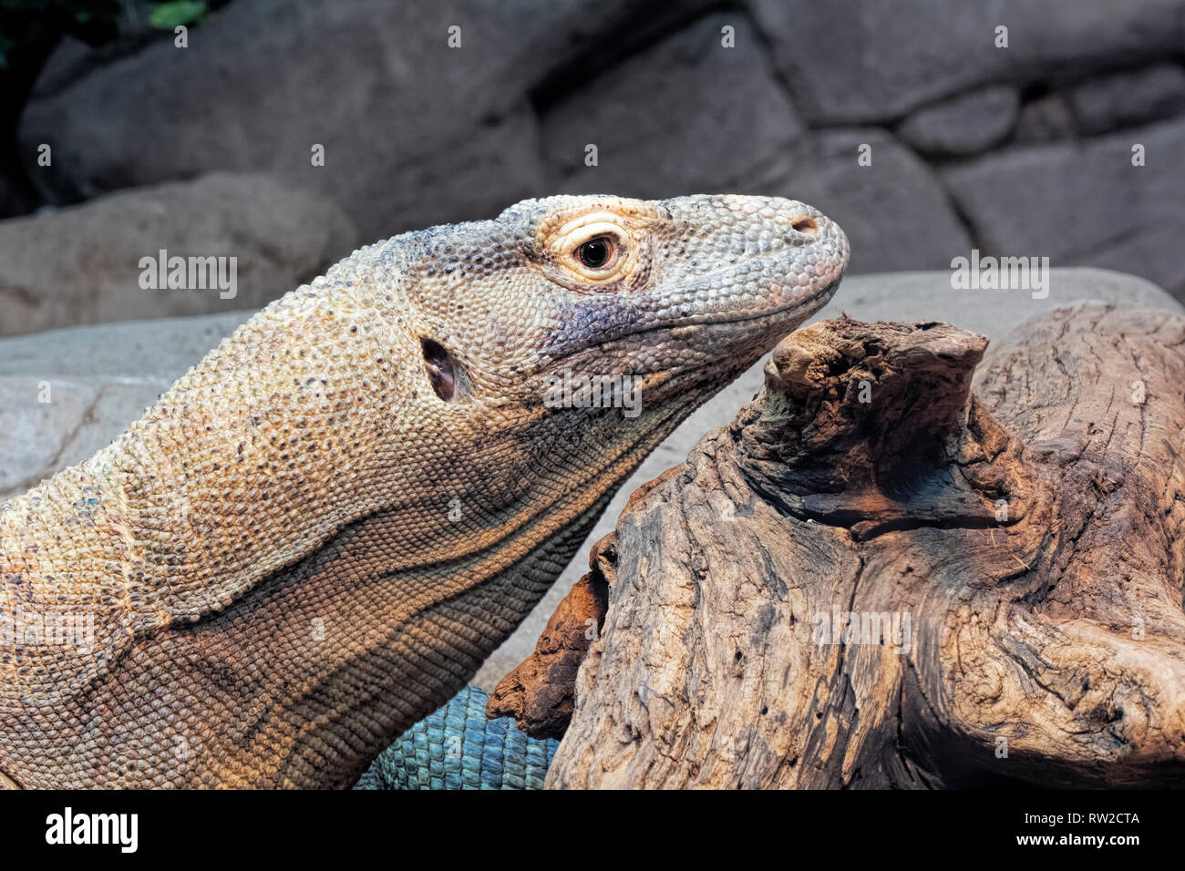 Drago di Komodo, Varanus komodoensis noto anche come monitor di Komodo è una specie di lucertola nativa per le isole indonesiane di Komodo, Rinca, Flores, Foto Stock