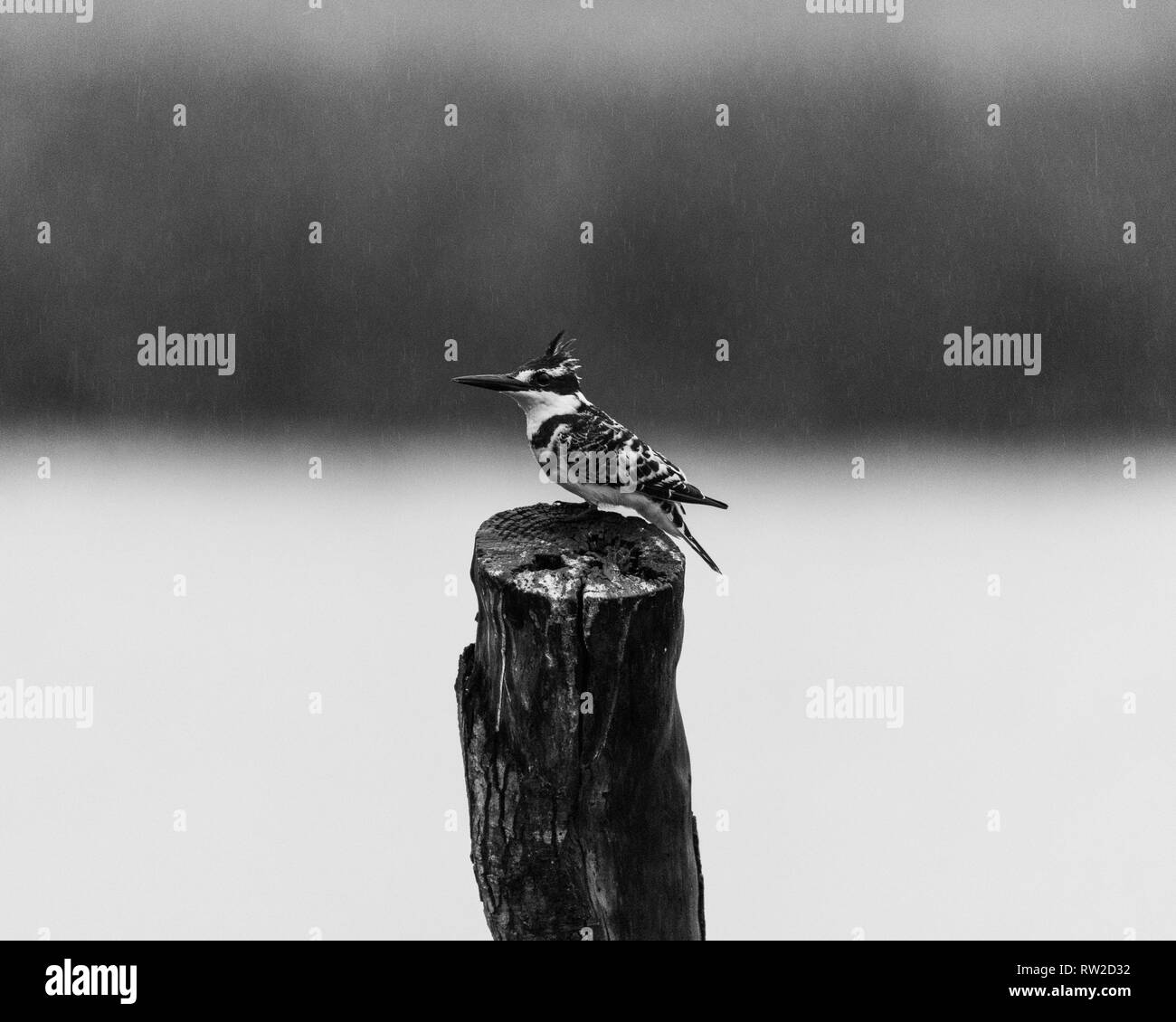 Un Pied Kingfisher appollaiato su un ceppo di albero sotto la pioggia in Natal Midlands, Sud Africa. Foto Stock