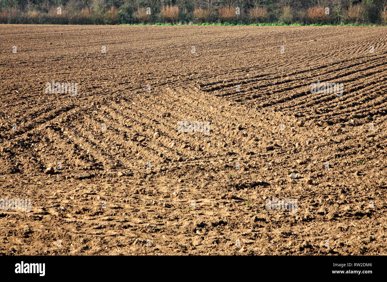 Un campo inverno praticati nella preparazione per il raccolto estivo in North Norfolk a Blakeney, Norfolk, Inghilterra, Regno Unito, Europa. Foto Stock