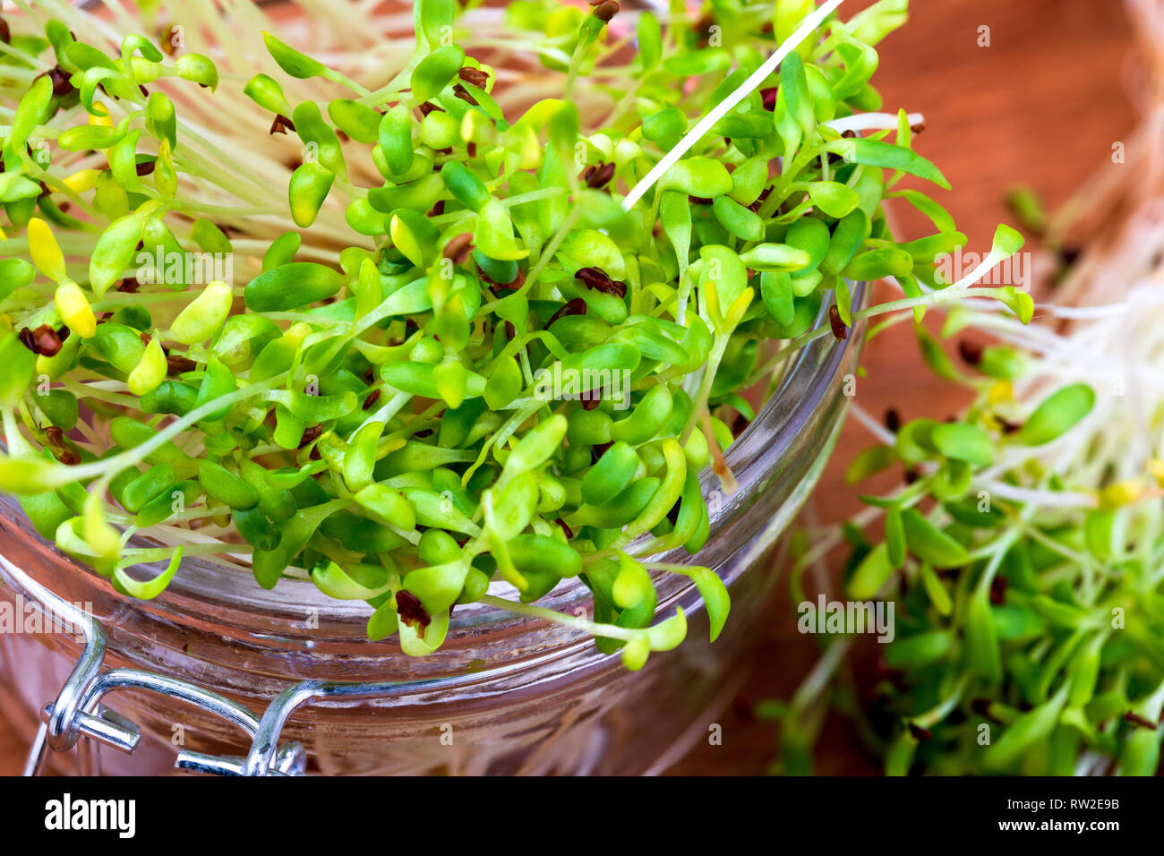 È germogliato fresco e materie di germogli alfalfa. Sana e sana alimentazione. Close-up. Foto Stock