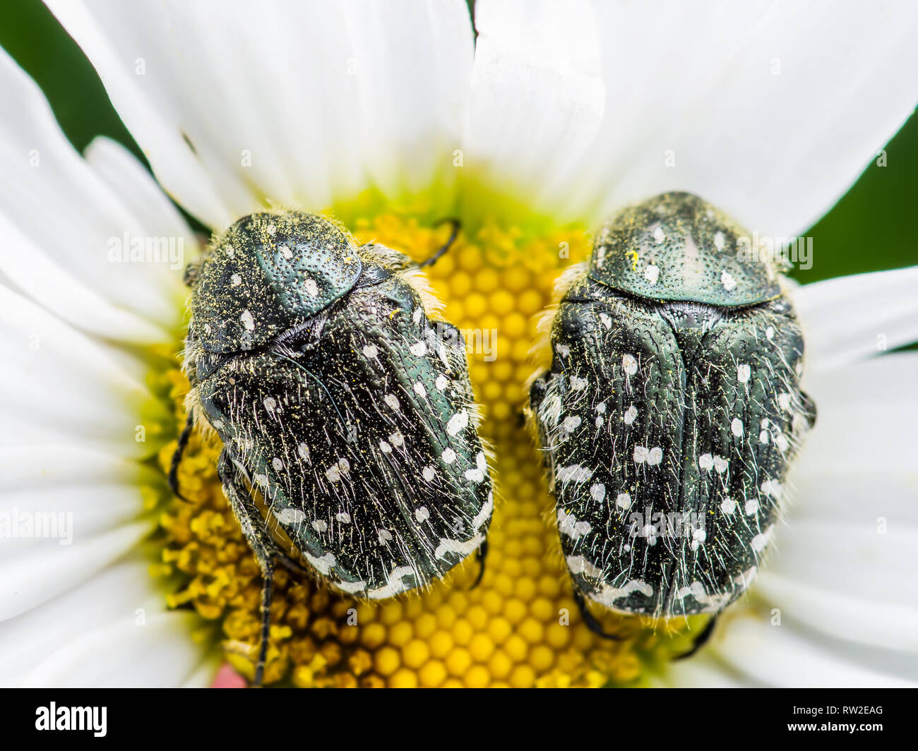 Paio di Cetonia Aurata Chafers verde giugno coleotteri Bugs insetti Macro seduto sul fiore Foto Stock