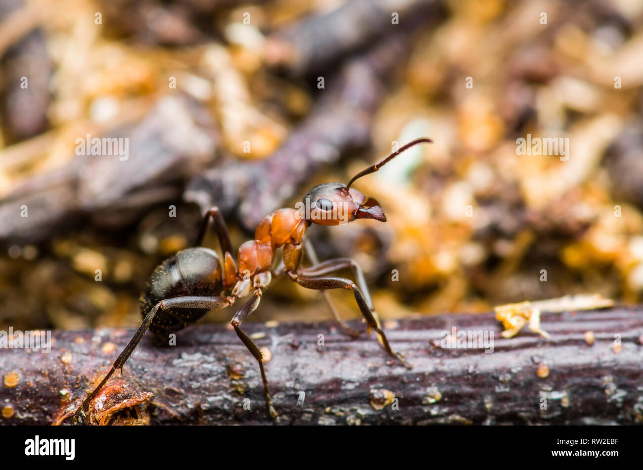Red Ant Macro di insetti Foto Stock