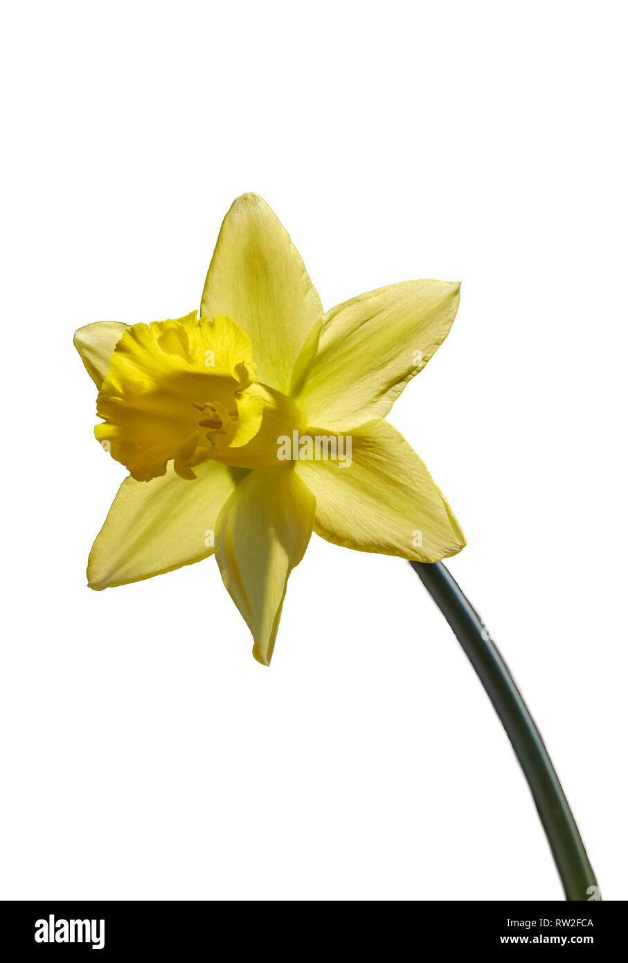 Unico DAFFODIL fiore su sfondo chiaro. Foto Stock