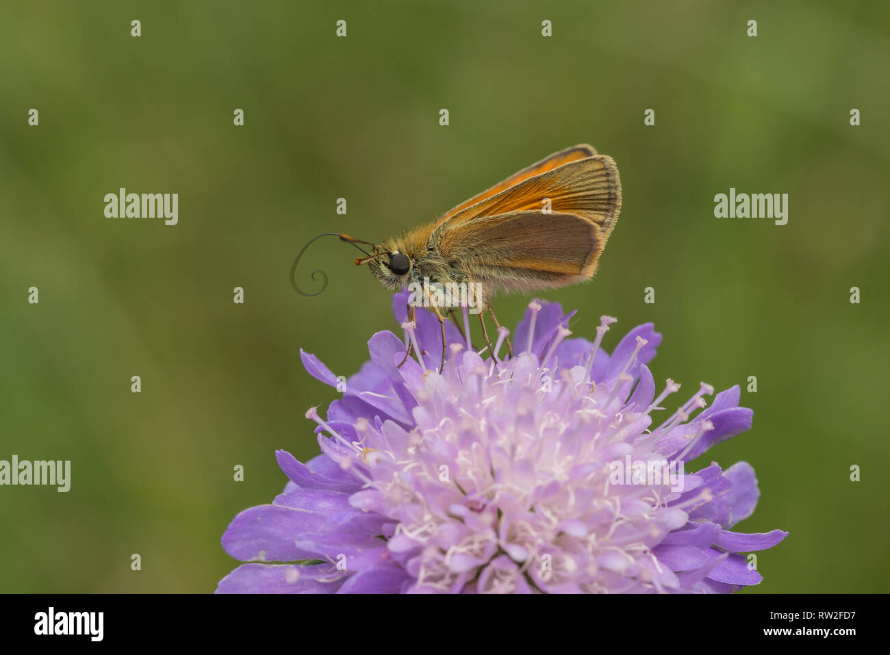 Arancio-marrone di ali tenute con forewings angolato al di sopra della ali di cerva. I maschi presentano una sottile linea nera attraverso il centro di fore-ALA. Foto Stock