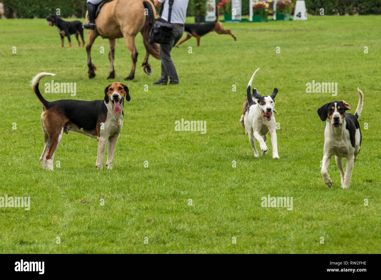 Harrogate, North Yorkshire, Regno Unito - Luglio 12th, 2018: Hunt leader hanno portato decine di segugi nell'anello principale presso la grande Yorkshire Visualizza il 12 luglio 2018 un Foto Stock