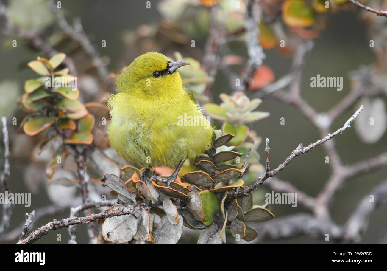 Hawaii Amakihi Hawaii isola strada Powerline su Ohia Lehua Metrosideros Polymorpha Foto Stock