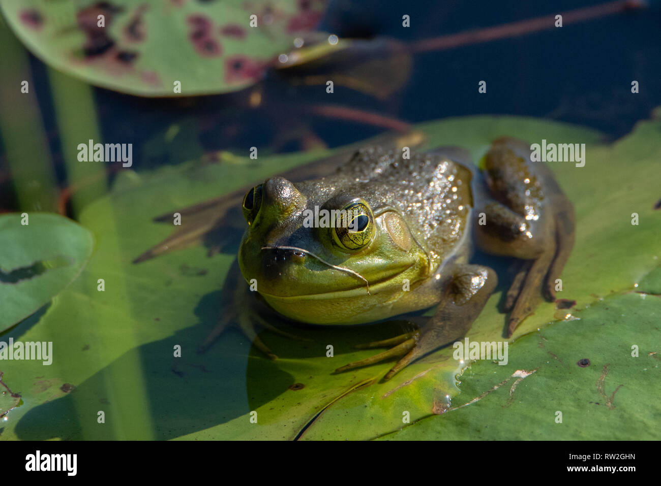 American Bullfrog (lithobates catesbeianus) su lilypad Foto Stock