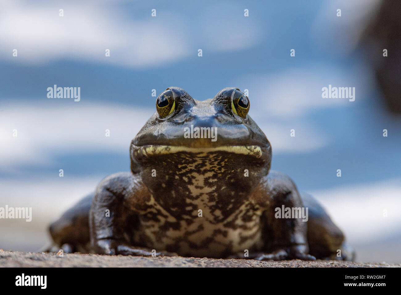American Bullfrog (lithobates catesbeianus) ritratto Foto Stock