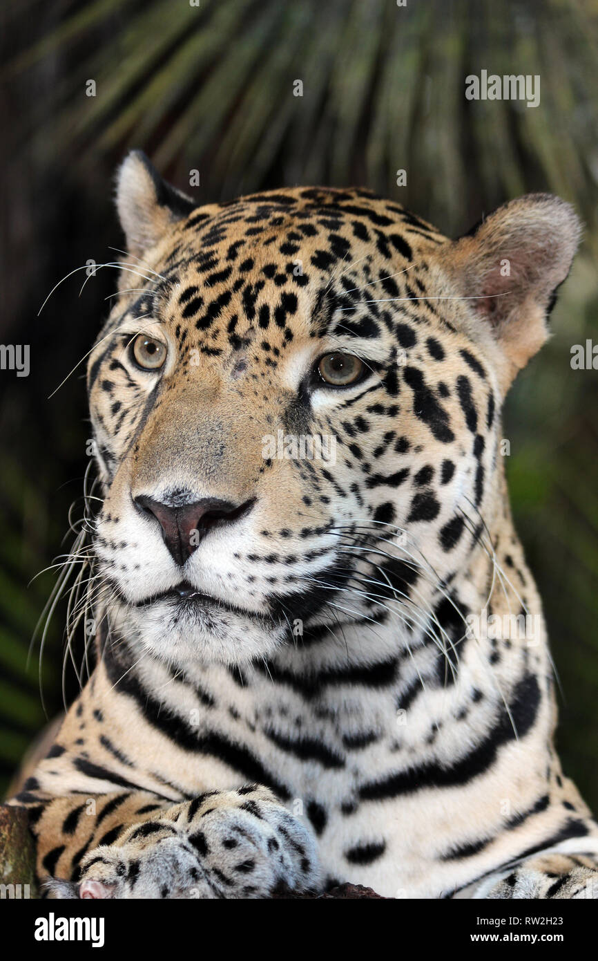 Jaguar Panthera onca Belize Foto Stock