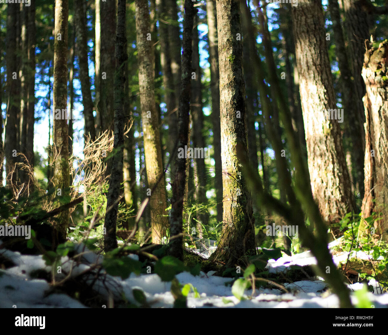 Una vista dal suolo della foresta come la luce del sole passa attraverso i numerosi alberi e gioca su di loro e il terreno innevato. Foto Stock