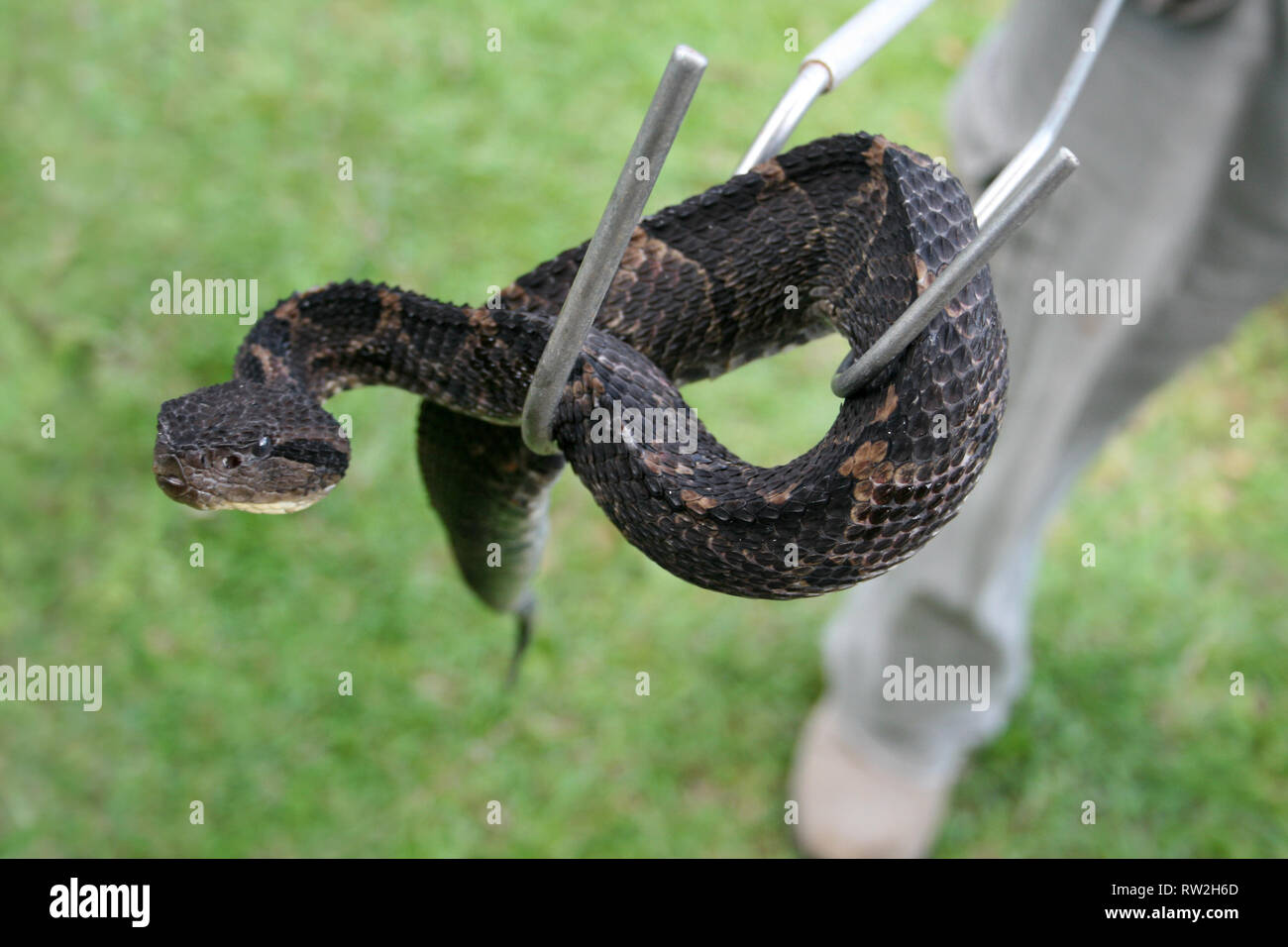 Gestore di serpente con melanistic Central American Jumping Pitviper Atropoides mexicanus Foto Stock