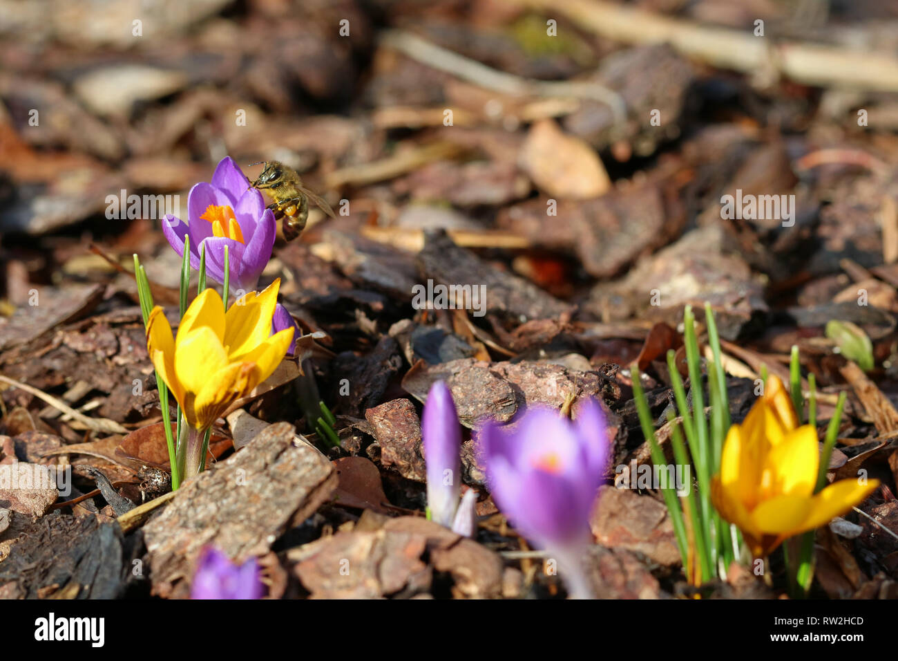 Macro di un ape con sacchetti di polline su crocus in primavera Foto Stock