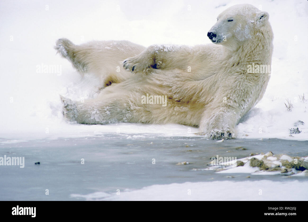 Orso polare (Ursus maritimus) giacente sulla sua schiena giocare nella neve vicino a Churchill, Manitoba, può Foto Stock