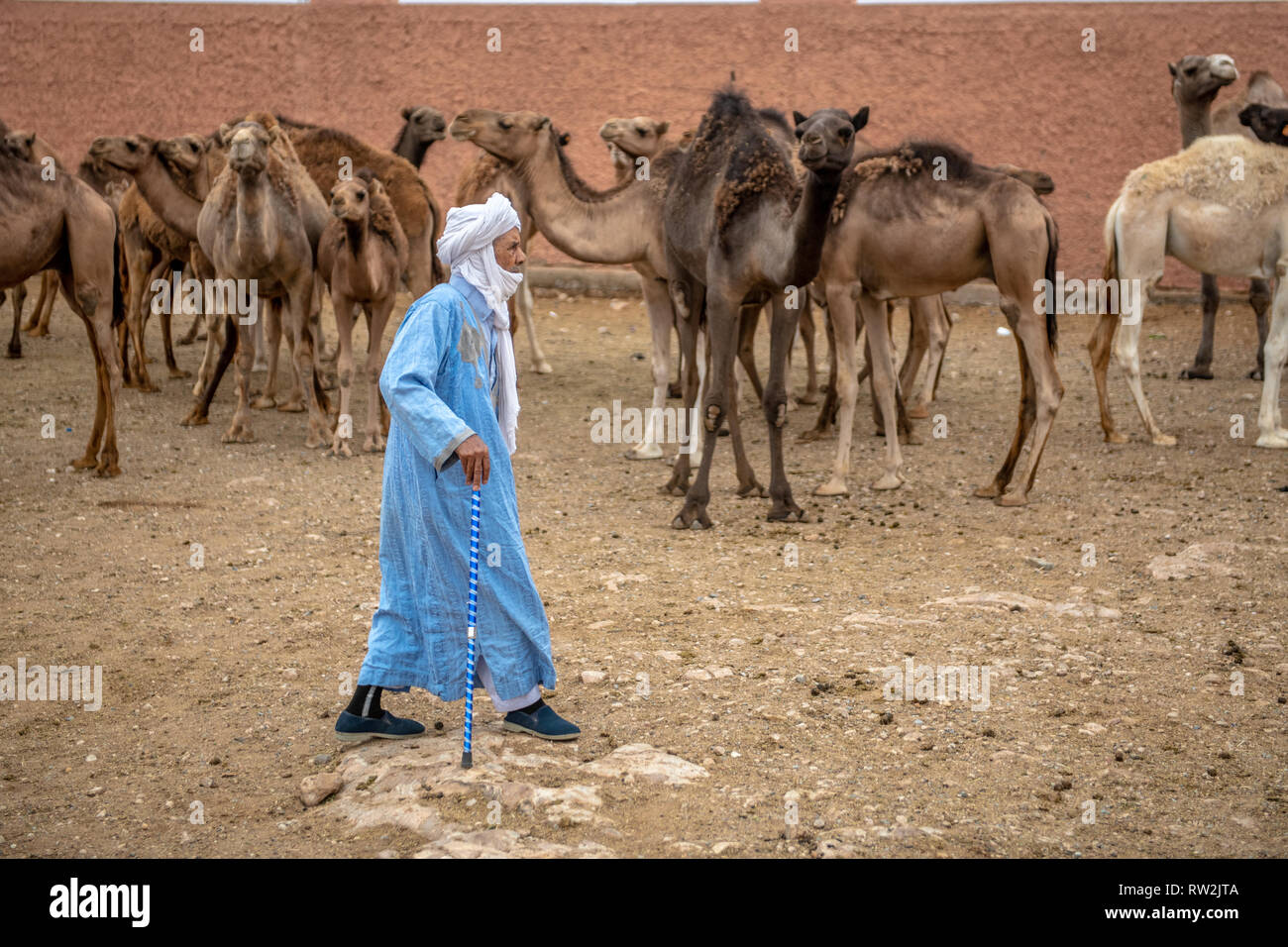 Un uomo anziano pastori lungo i gruppi di cammelli (Camelus) all'Guelmim mercato di cammelli, Guelmim provincia, Marocco. Foto Stock