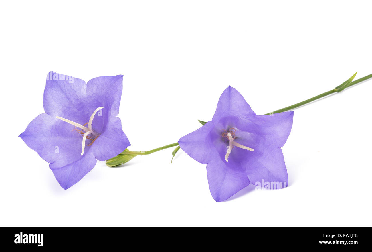 Campanule isolato su bianco. Campanula rotundifolia Foto Stock