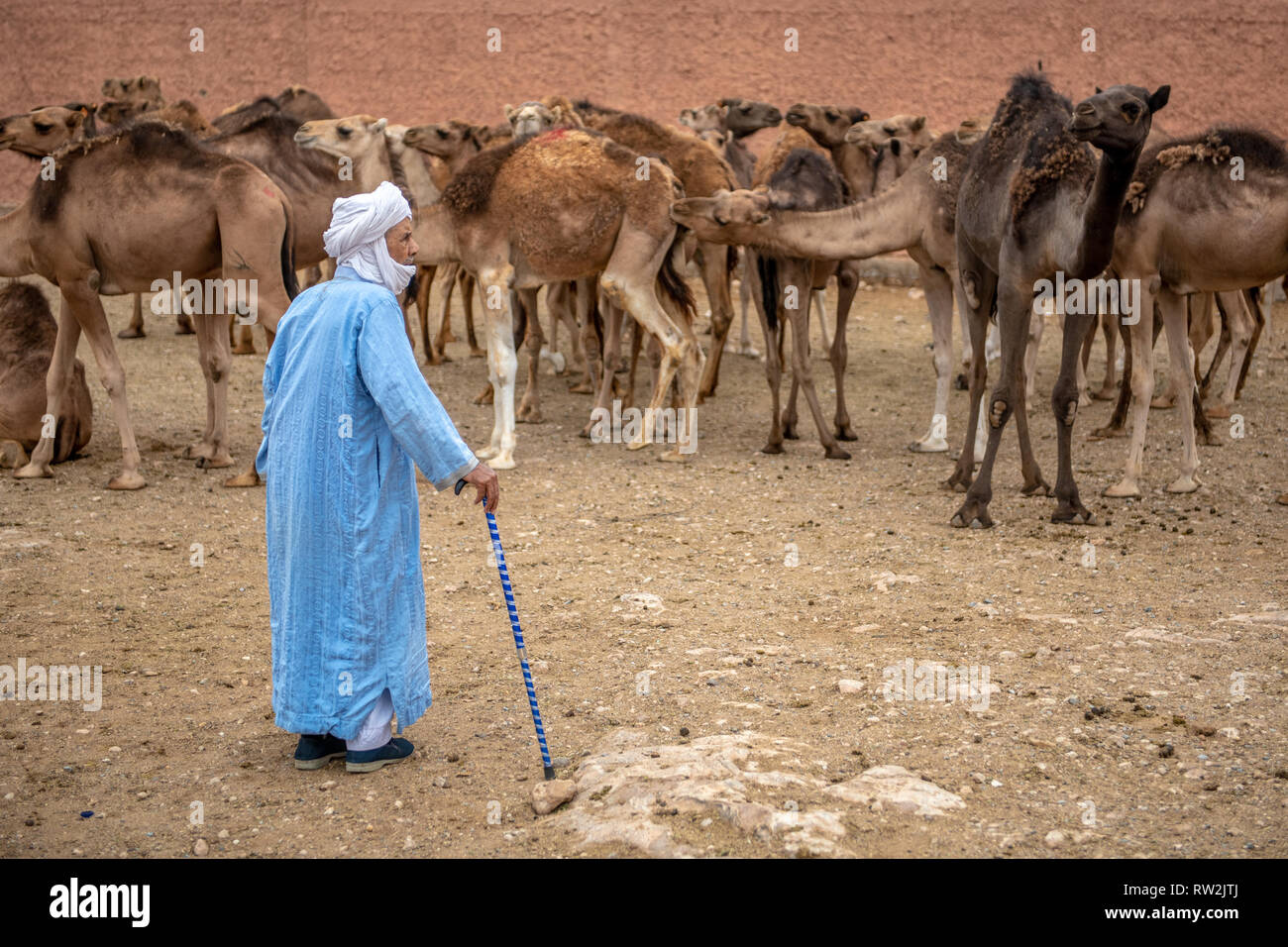 Un uomo anziano pastori lungo i gruppi di cammelli (Camelus) all'Guelmim mercato di cammelli, Guelmim provincia, Marocco. Foto Stock