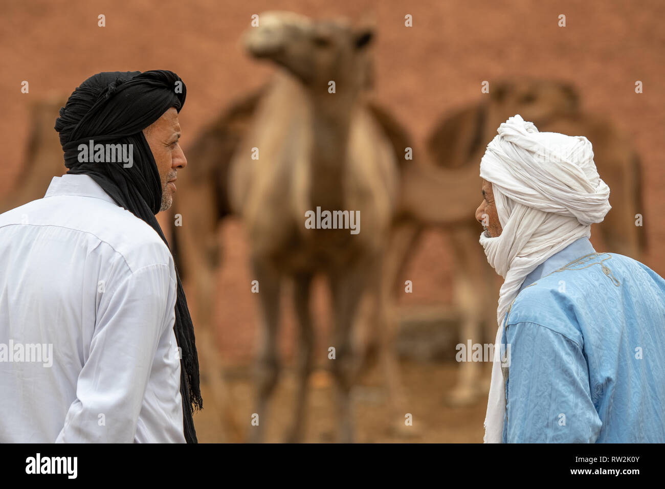 Due uomini osservare e baratto su cammelli (Camelus) in vendita presso la Guelmim mercato di cammelli, Guelmim, Guelmim provincia, Marocco. Foto Stock