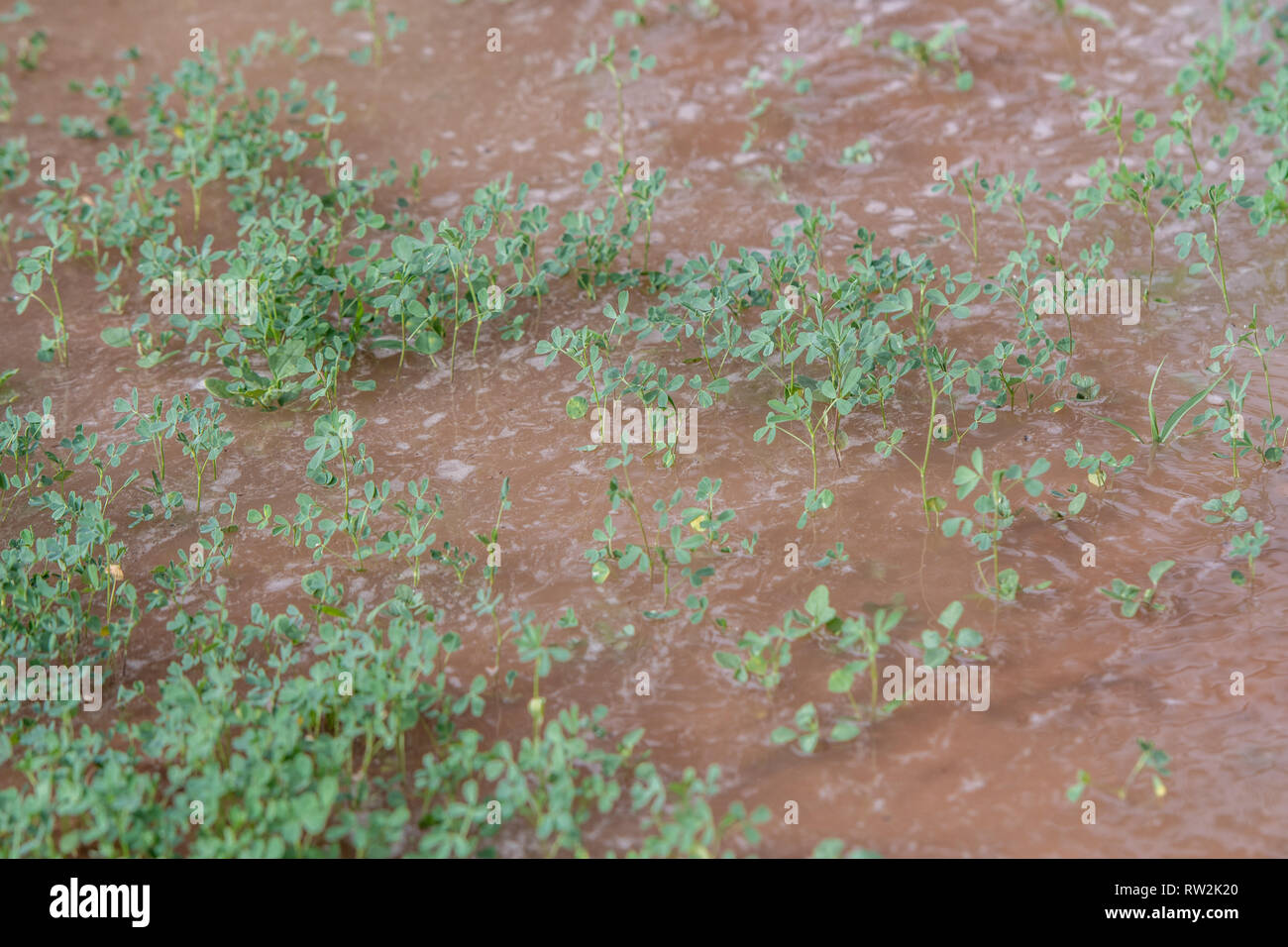 Allagamenti erba medica (Medicago sativa) campo sotto irrigazione, oasi di Tighmert, Marocco Foto Stock