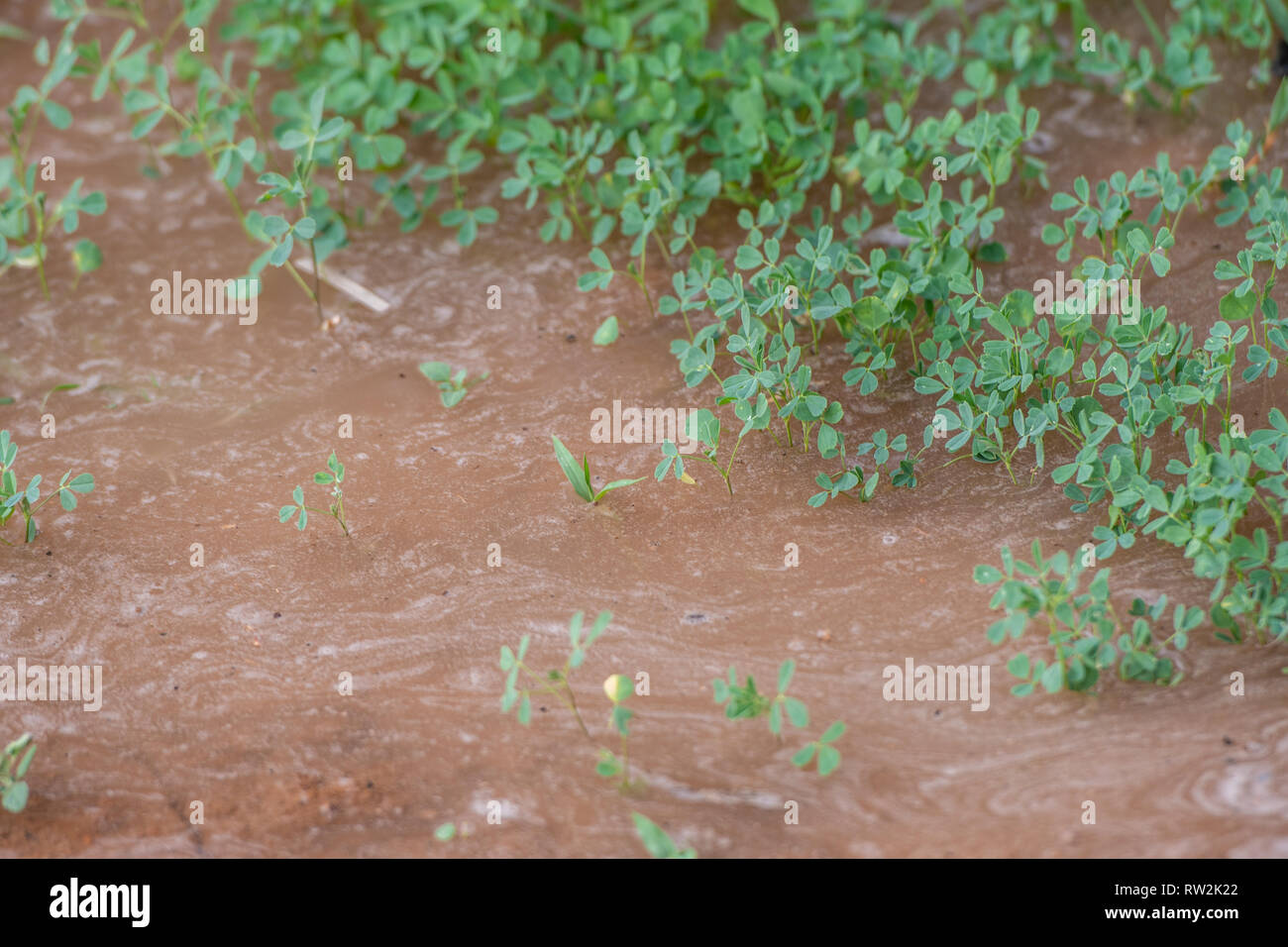 Allagamenti erba medica (Medicago sativa) campo sotto irrigazione, oasi di Tighmert, Marocco Foto Stock