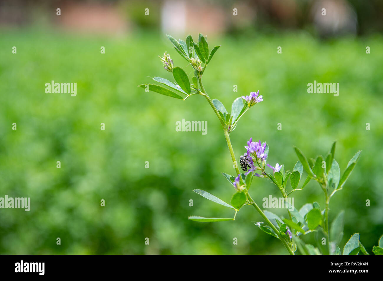 Close-up di fioritura erba medica (Medicago sativa) raccolto in campo, oasi di Tighmert, Marocco Foto Stock