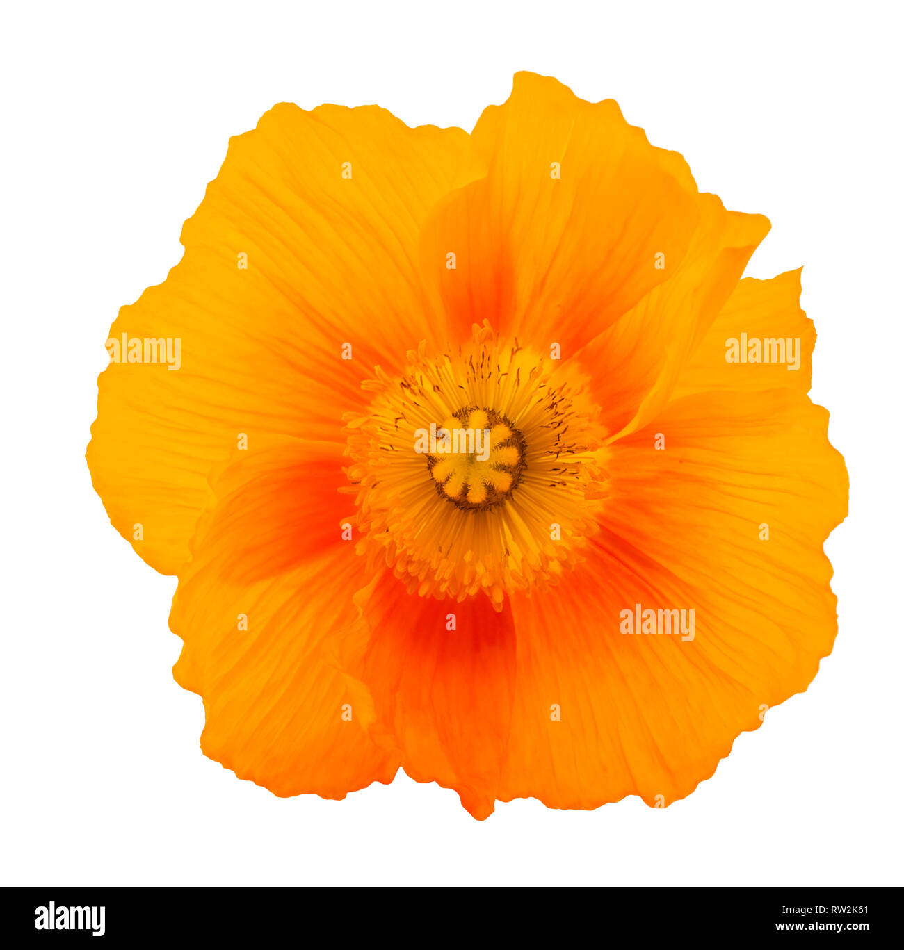 Arancio fiori di papavero isolati su sfondo bianco Foto Stock