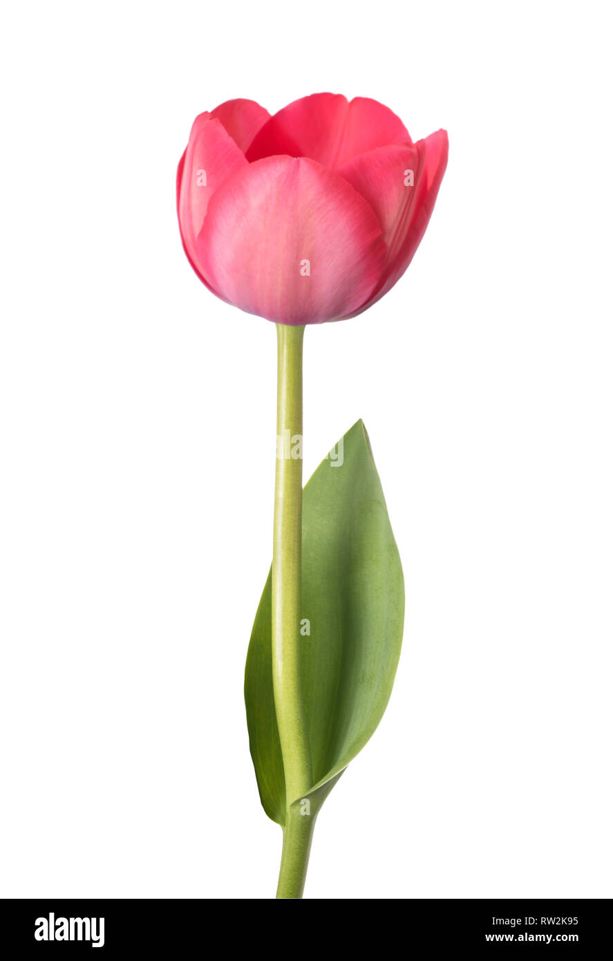 Pink tulip flower isolati su sfondo bianco Foto Stock