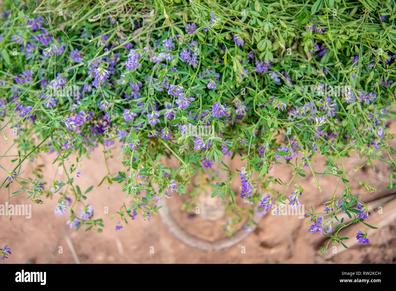 Elevato angolo di visione della fioritura erba medica (Medicago sativa), Oasi di Tighmert, Marocco Foto Stock