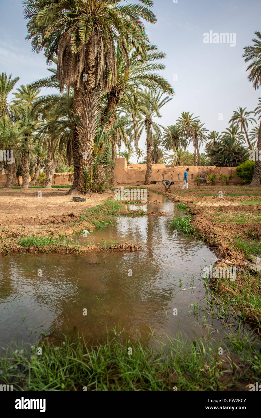 Basso angolo vista guardando verso il basso il canale dell'acqua utilizzata per l'irrigazione dell'erba medica (Medicago sativa) campo, oasi di Tighmert, Marocco Foto Stock