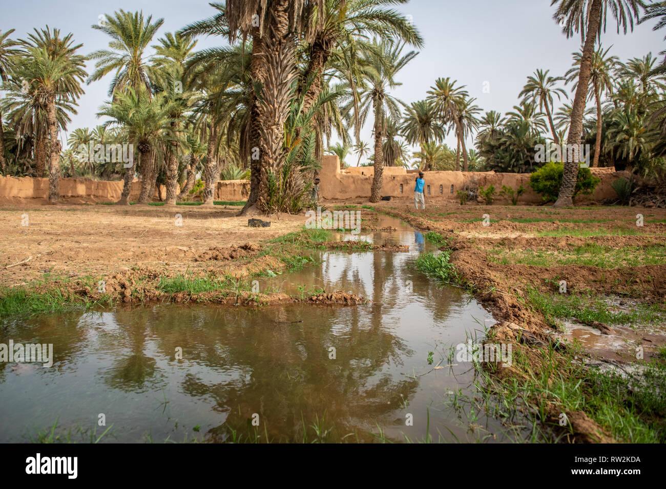 Basso angolo vista guardando verso il basso il canale dell'acqua utilizzata per l'irrigazione dell'erba medica (Medicago sativa) campo, oasi di Tighmert, Marocco Foto Stock