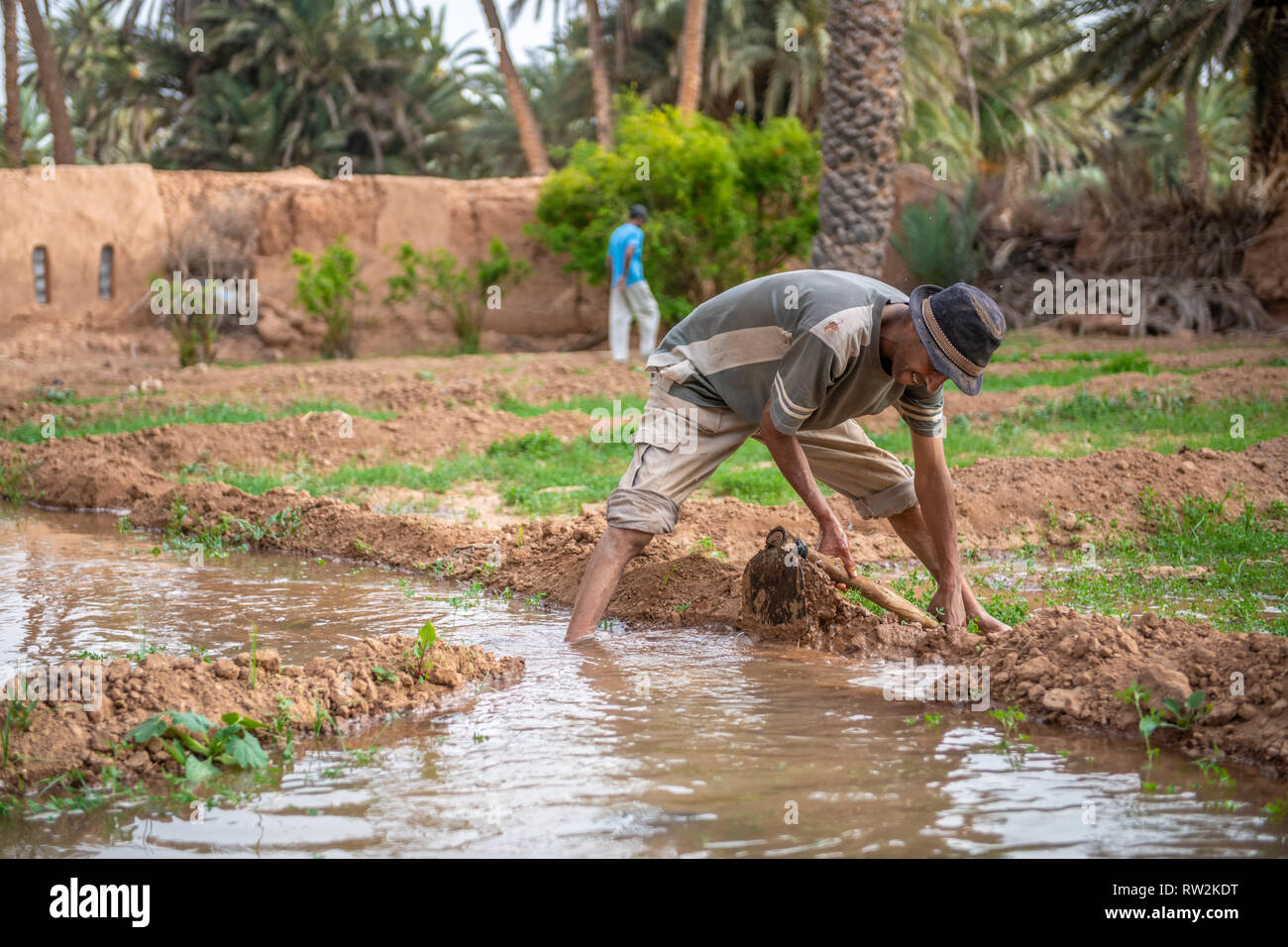 Berber uomo con la zappa per allagare l'erba medica (Medicago sativa) campo con acqua il canale usato per irrigazione, oasi di Tighmert, Marocco Foto Stock