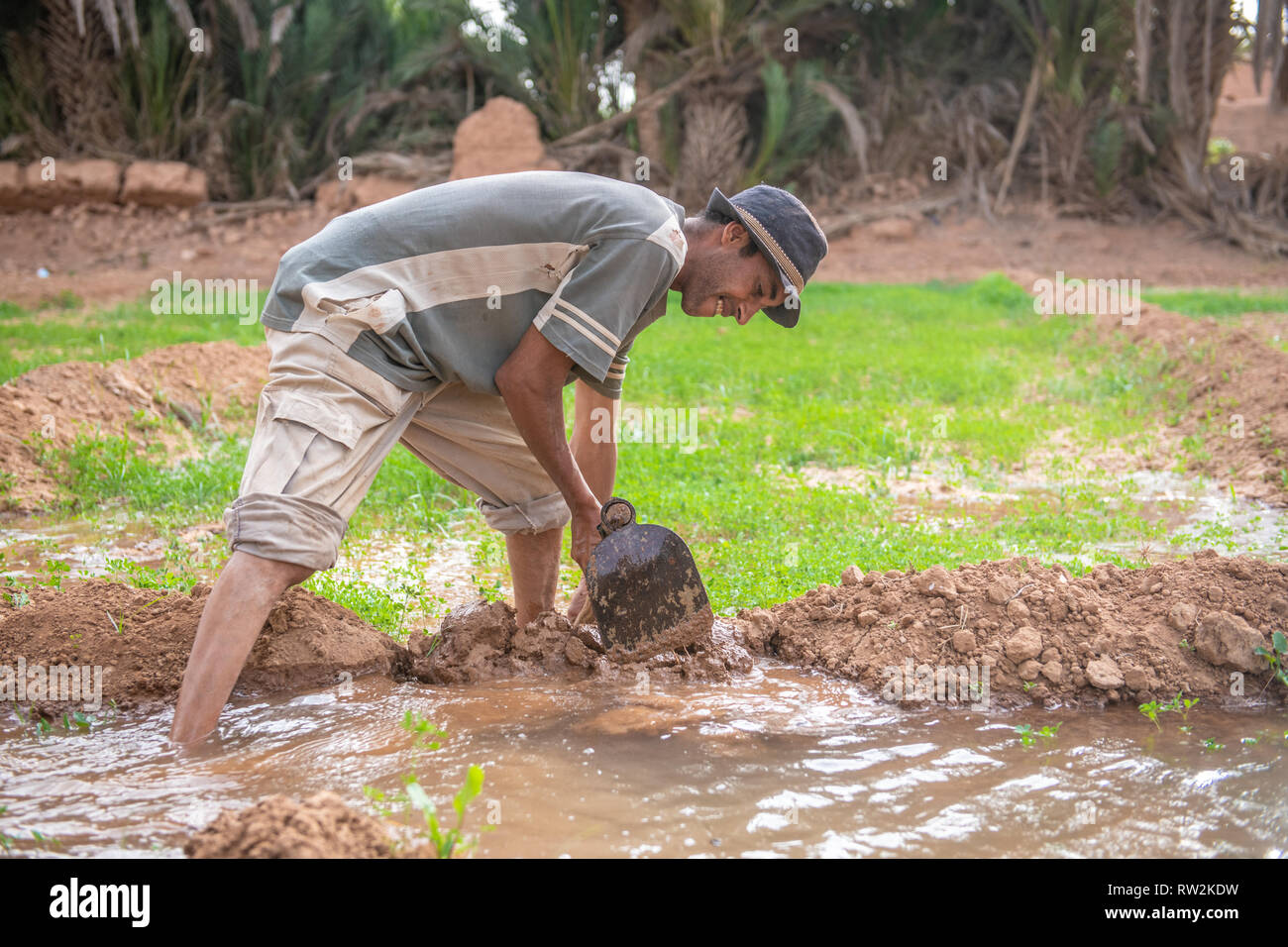 Berber uomo con la zappa per allagare l'erba medica (Medicago sativa) campo con acqua il canale usato per irrigazione, oasi di Tighmert, Marocco Foto Stock