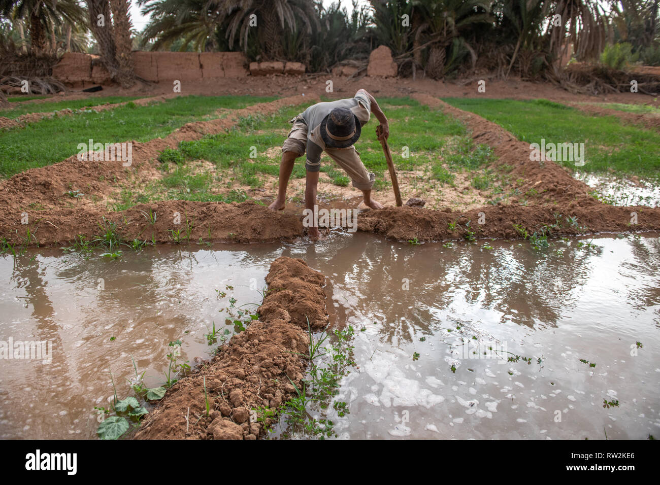 Berber uomo con la zappa per allagare l'erba medica (Medicago sativa) campo con acqua il canale usato per irrigazione, oasi di Tighmert, Marocco Foto Stock