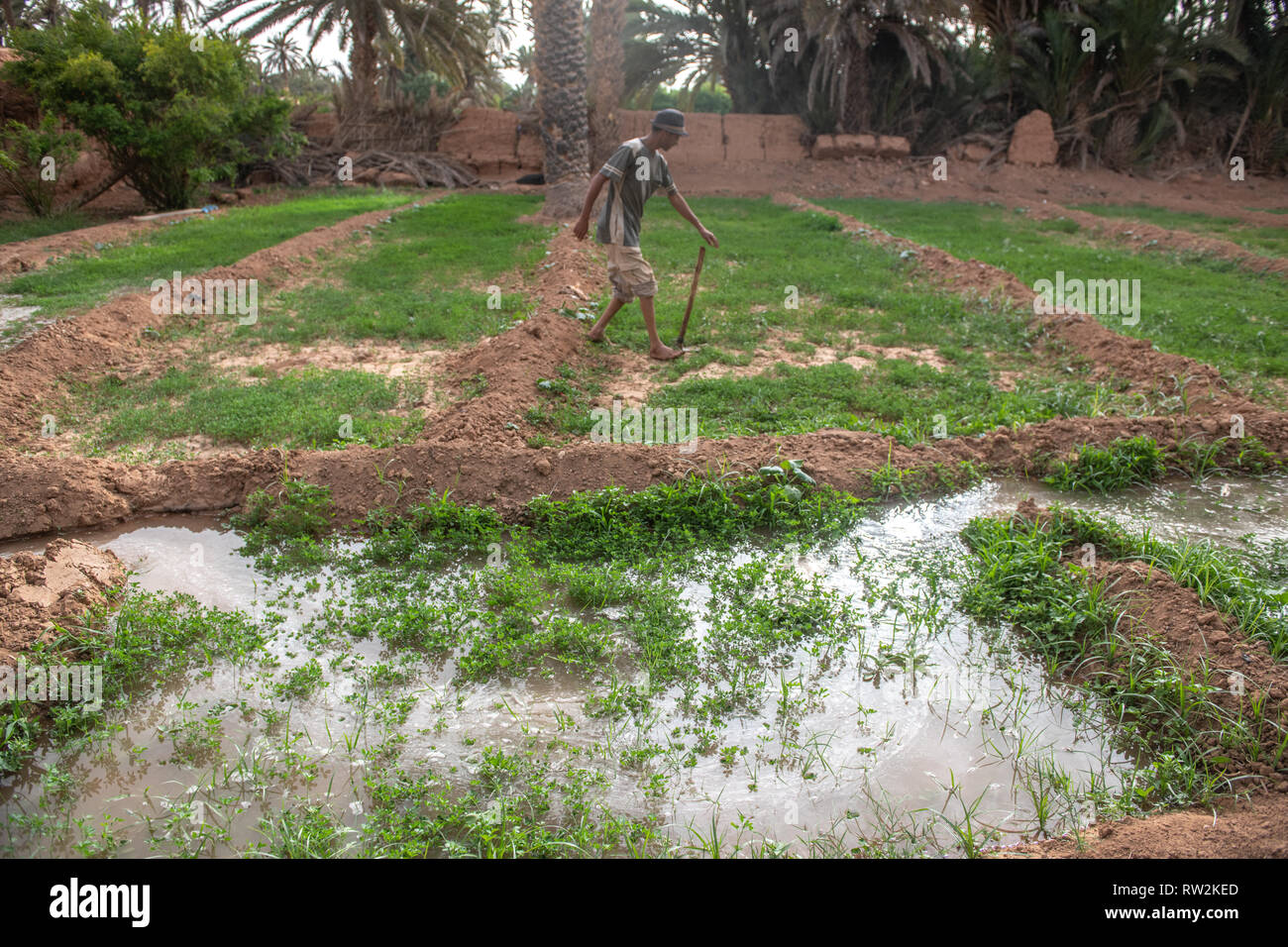 Berber raggiunge l'uomo per la zappa in erba medica (Medicago sativa) campo accanto al canale di acqua usato per irrigazione, oasi di Tighmert, Marocco Foto Stock