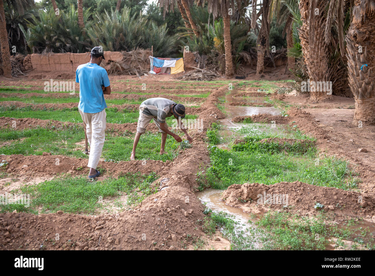Berber uomini al lavoro in erba medica (Medicago sativa) campo accanto al canale di acqua usato per irrigazione, oasi di Tighmert, Marocco Foto Stock