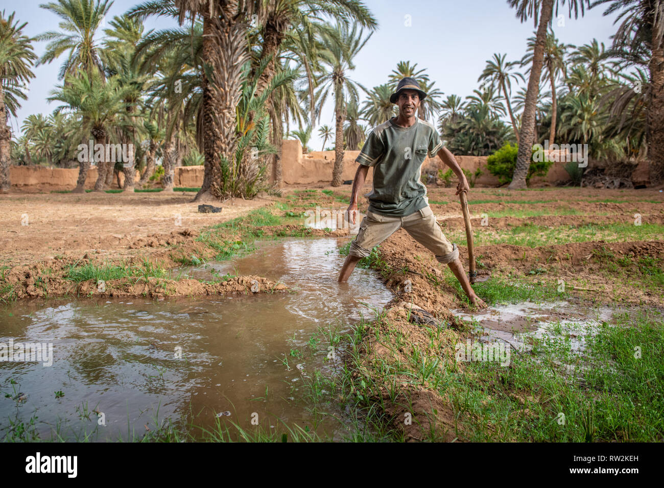 Berber uomo in piedi con la zappa utilizzato per costruire la parete del canale di acqua usato per irrigazione di erba medica (Medicago sativa) campo, oasi di Tighmert, Marocco Foto Stock