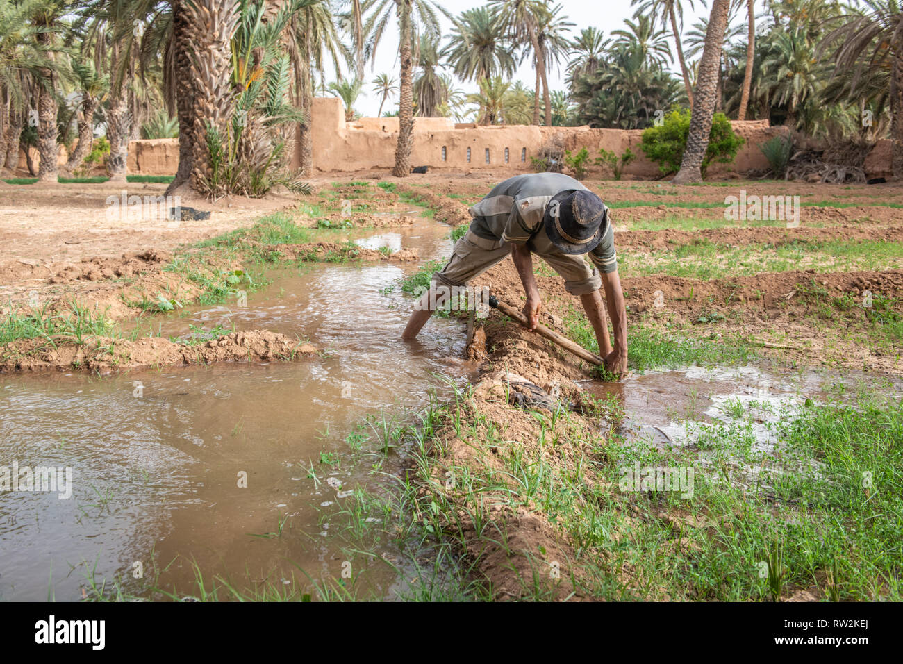 Berber uomo con la zappa per allagare l'erba medica (Medicago sativa) campo con acqua il canale usato per irrigazione, oasi di Tighmert, Marocco Foto Stock