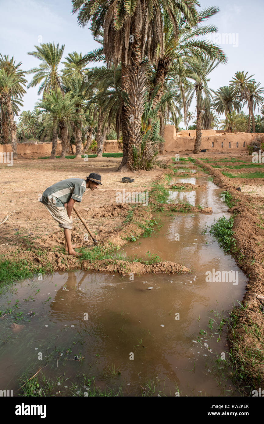 Berber uomo con la zappa per costruire la parete del canale di acqua usato per irrigazione di erba medica (Medicago sativa) campo, oasi di Tighmert, Marocco Foto Stock