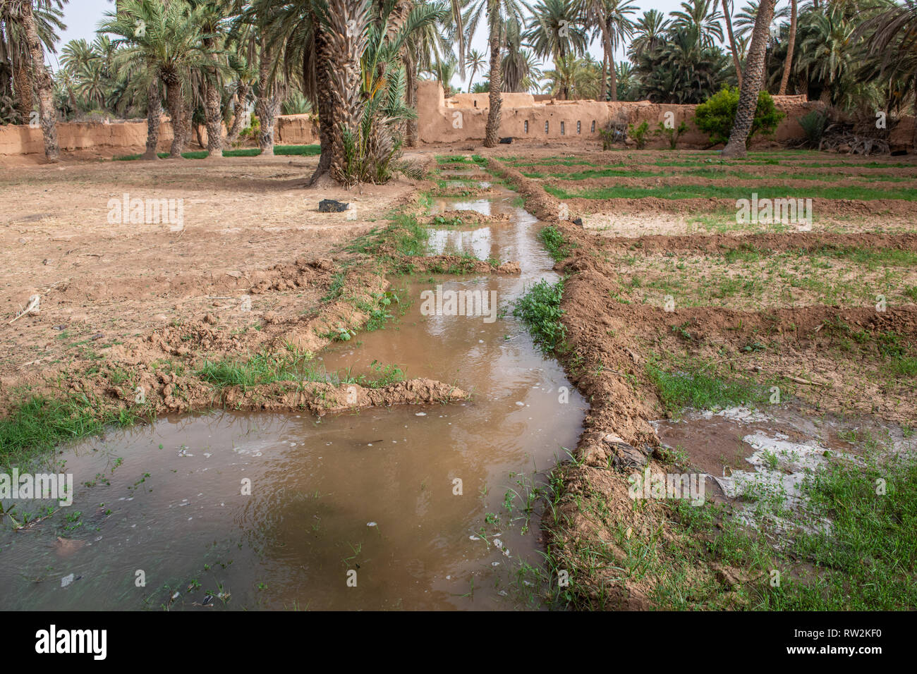 Canale di acqua usato per irrigazione di erba medica (Medicago sativa) campo, oasi di Tighmert, Marocco Foto Stock