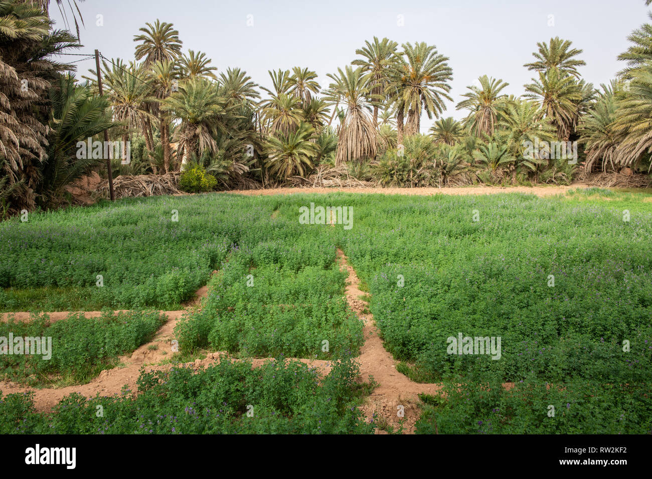 Panoramica di erba medica (Medicago sativa) cresce in campo in oasi di Tighmert, Marocco Foto Stock