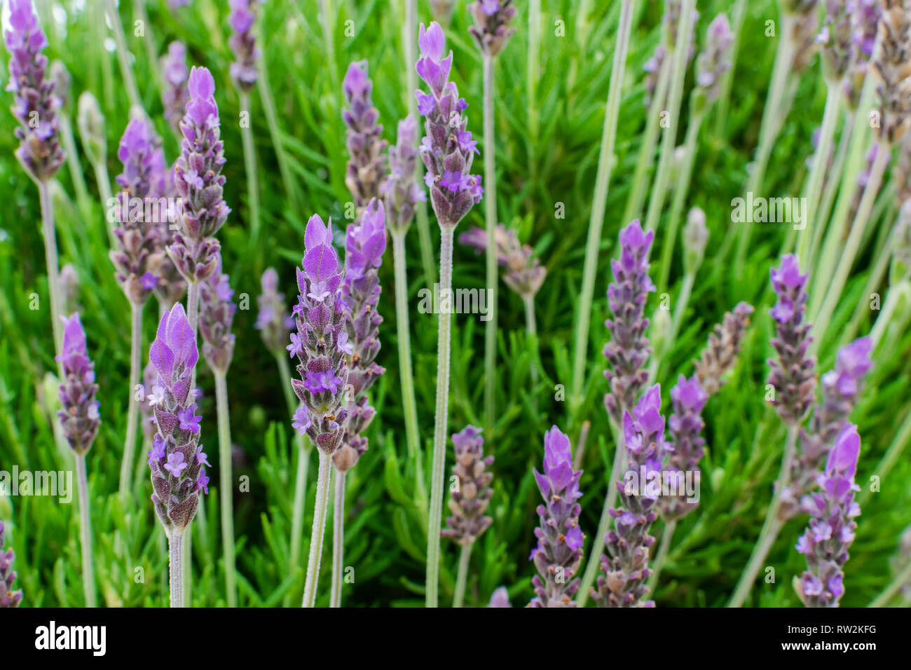Comune di fiori di lavanda(Lavandula angustifolia), che fiorisce con sfondo verde Foto Stock