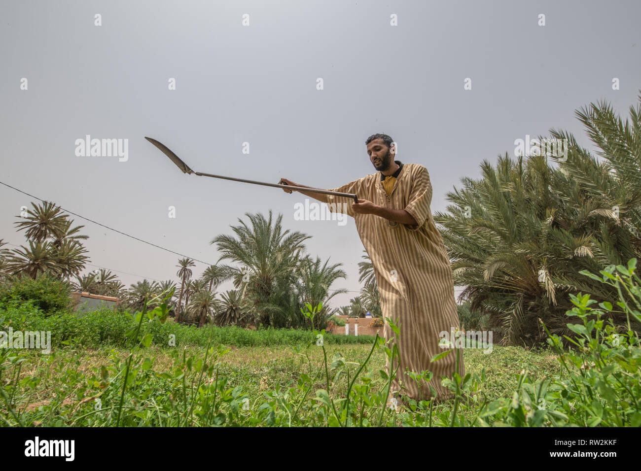 L'uomo oscilla falce per il taglio e la raccolta di erba medica (Medicago sativa), Oasi di Tighmert, Marocco Foto Stock