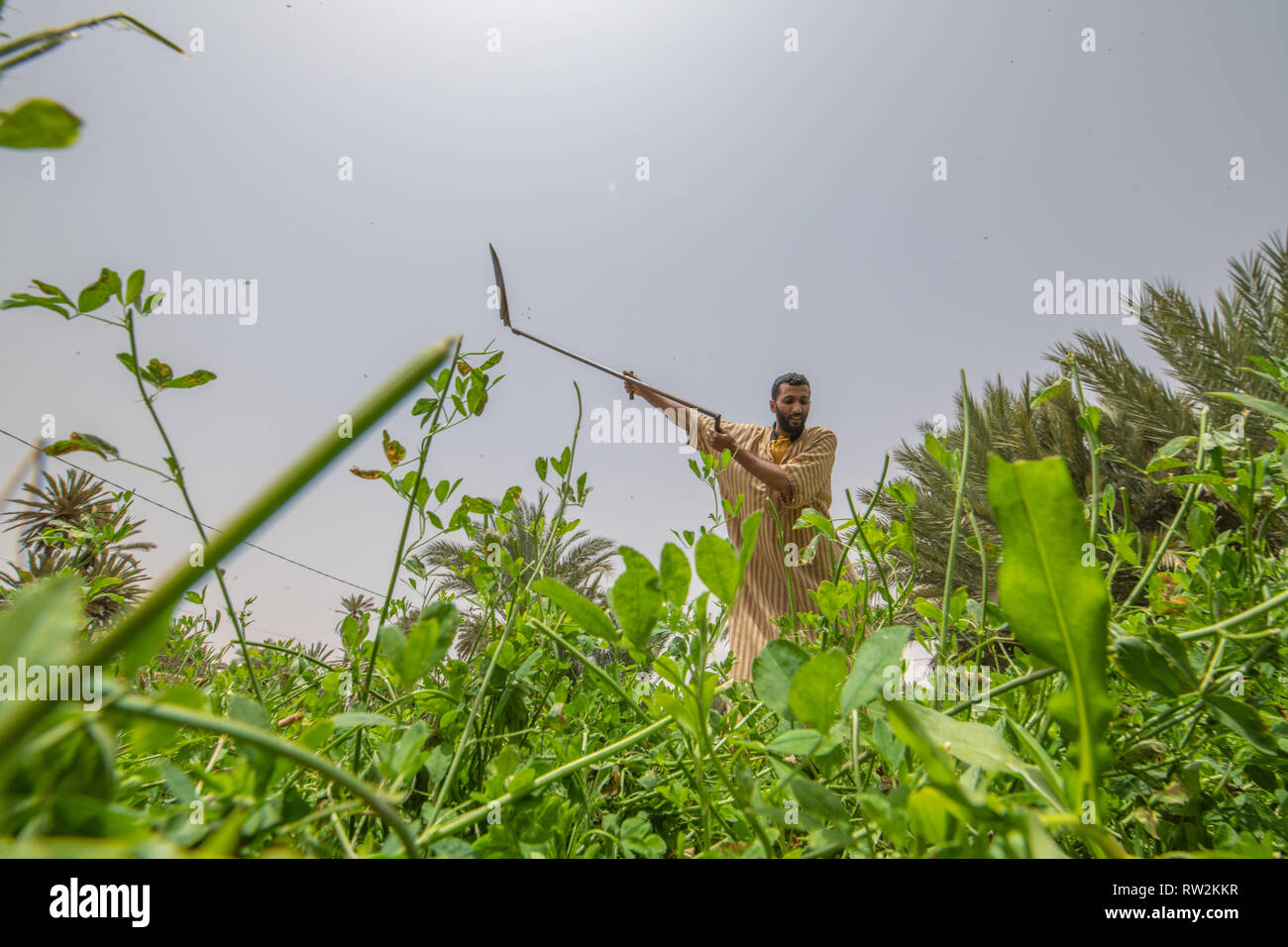 Basso angolo di visione dell'uomo sollevamento falce per il taglio e la raccolta di erba medica (Medicago sativa), Oasi di Tighmert, Marocco Foto Stock