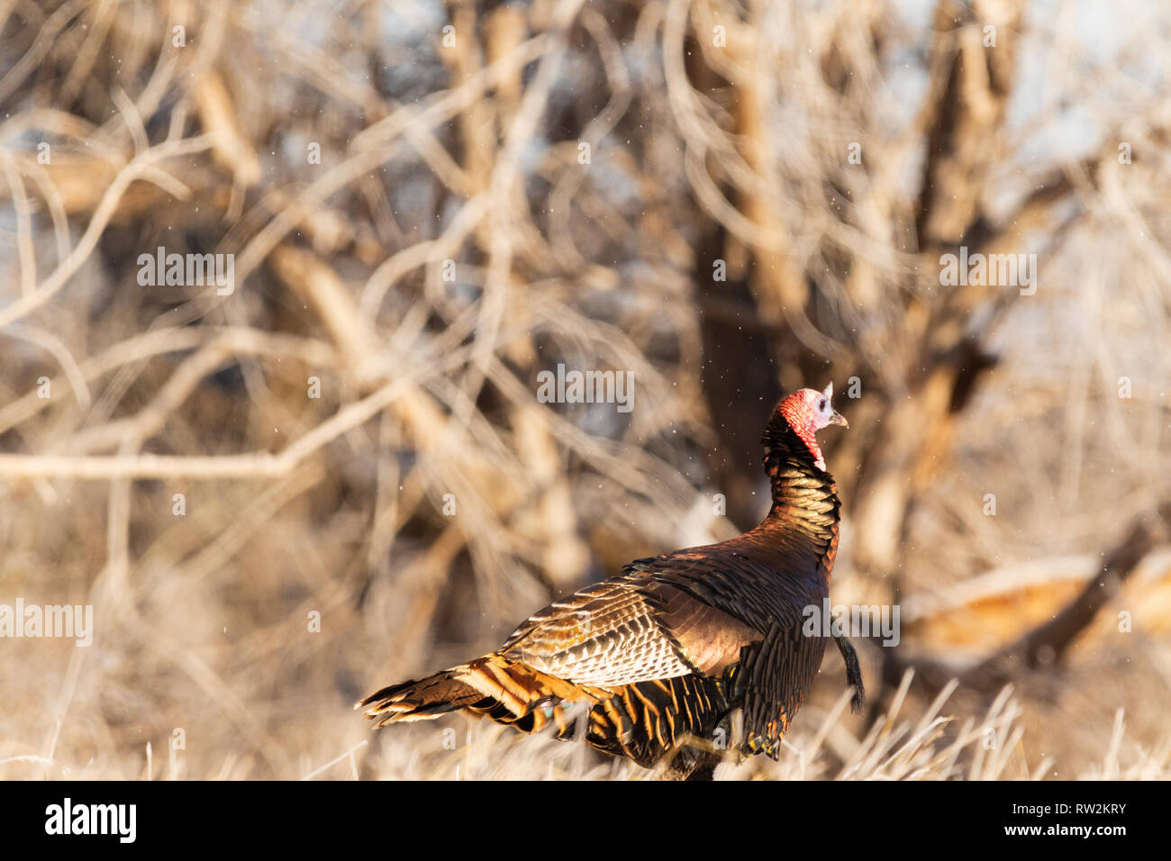 Un Wild Turchia in una zona boschiva si trova nella città di Scott, Kansas Foto Stock