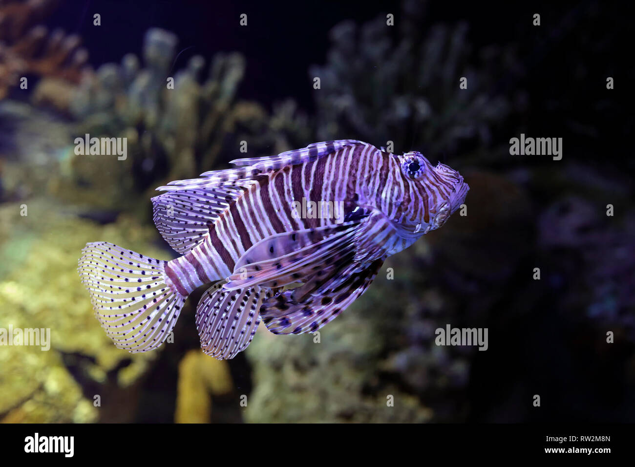 Pesce leone closeup. Foto di acquario. High ISO foto. Foto Stock