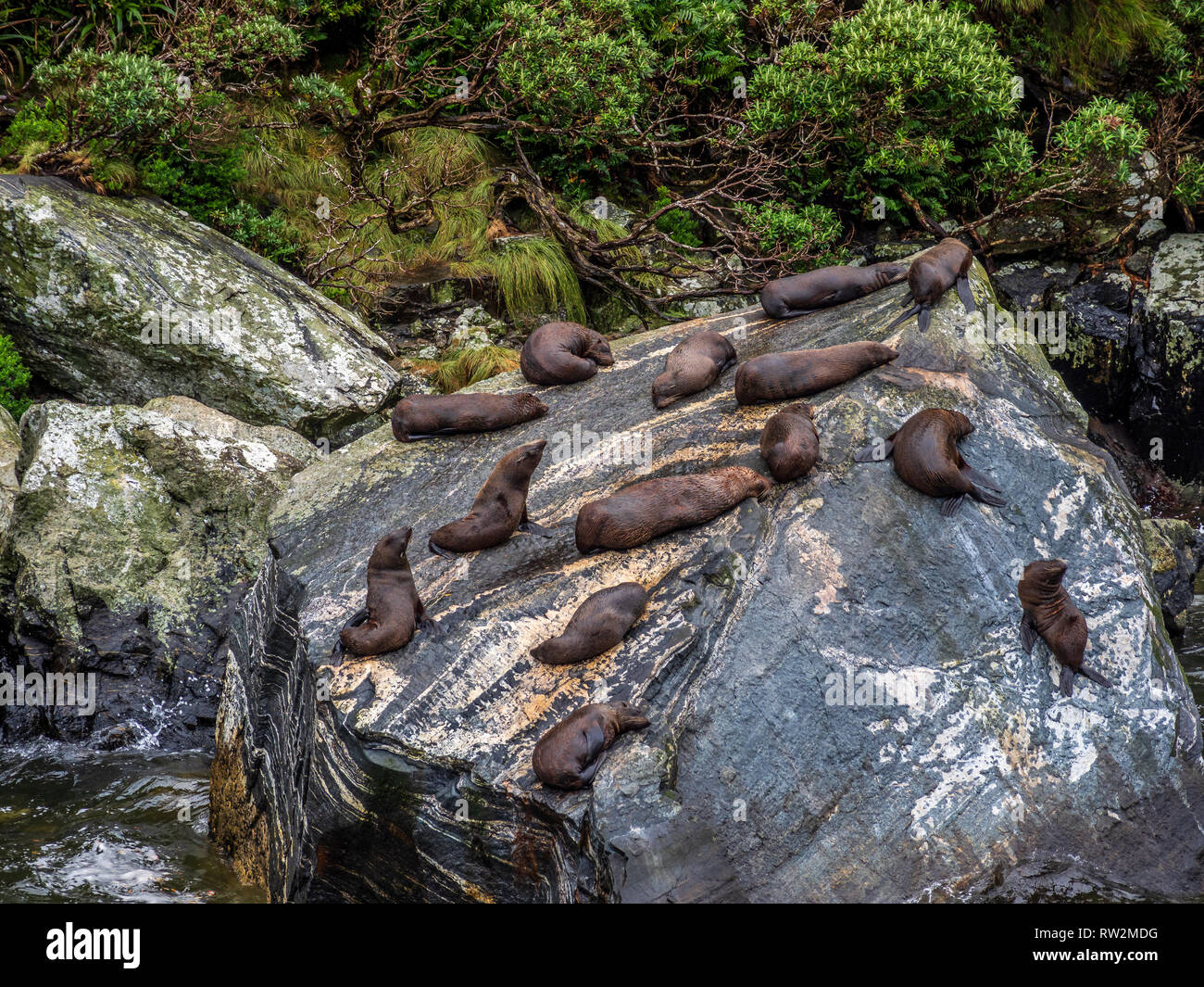 Guarnizioni sdraiati su una roccia a Milford Sound, Nuova Zelanda Foto Stock