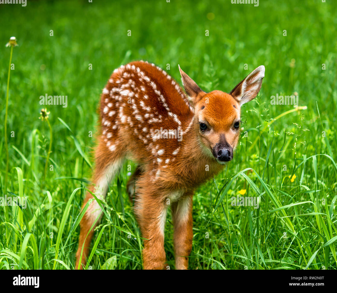 Baby culbianco cervo maschio fulvo Foto Stock