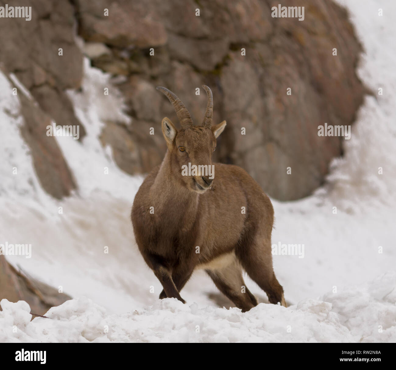 Giovani Ibex su un pendio di montagna in inverno Foto Stock