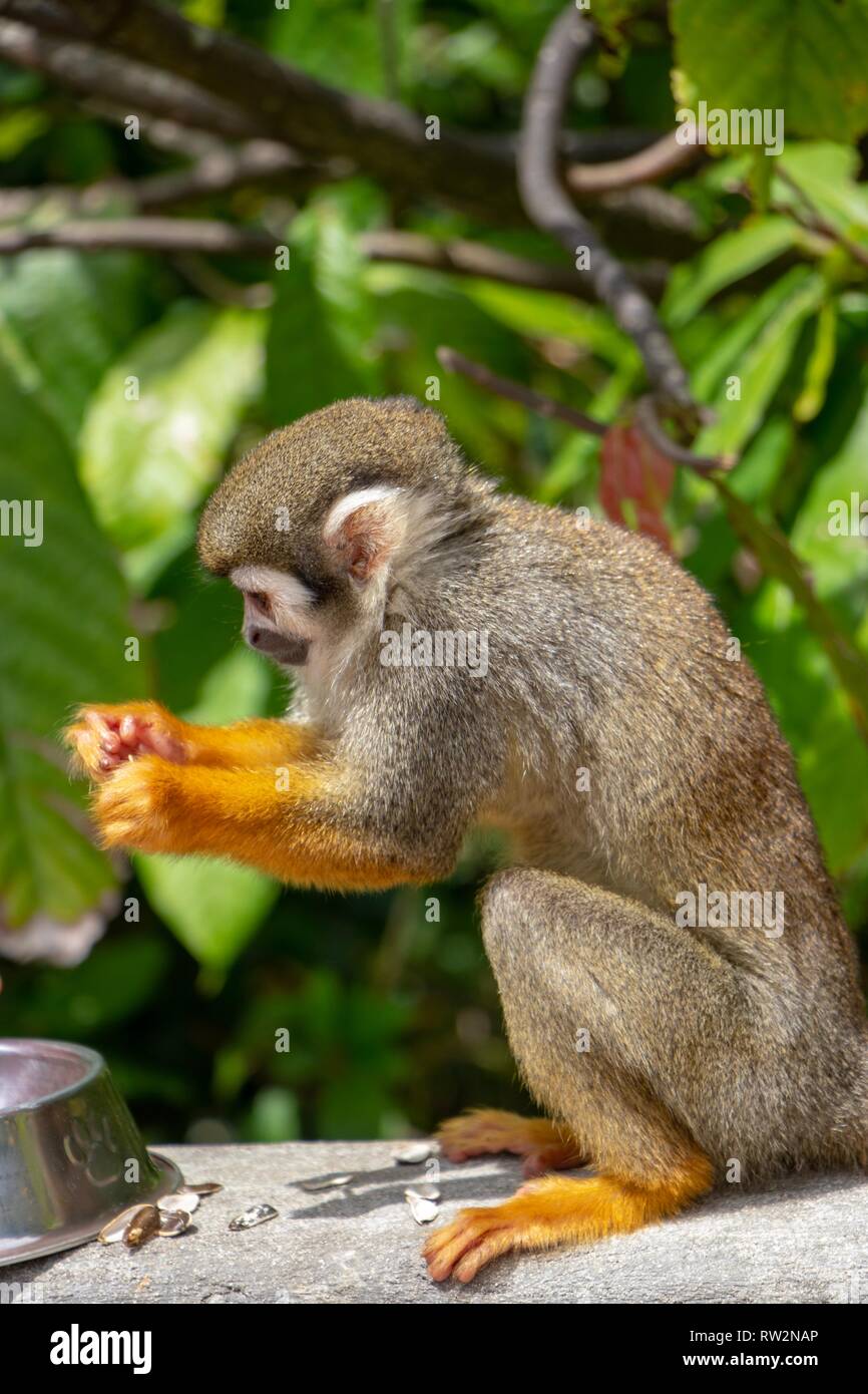 Scimmia scoiattolo Foto Stock