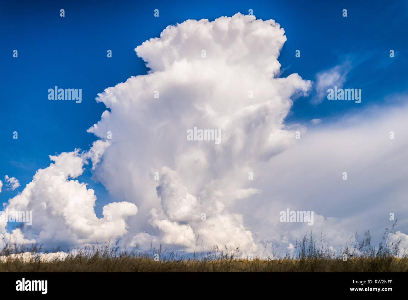 Cumulonimbus torreggianti e inizio a incudine con un piccolo temporale nella California del nord su una molla pomeriggio. Foto Stock