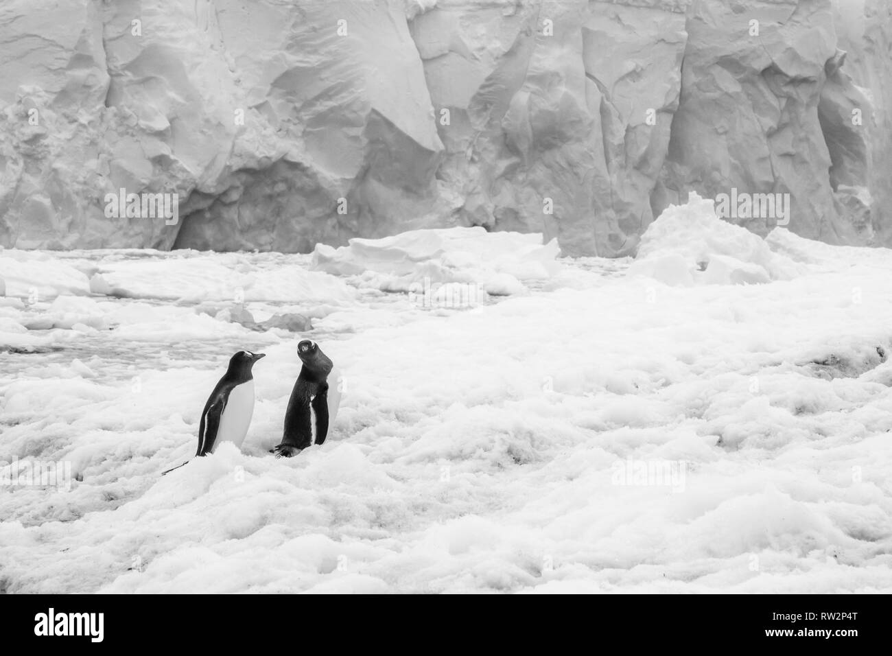 I pinguini di Gentoo a piedi nella neve a Port Lockroy, Penisola Antartica Foto Stock